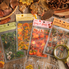 Four Forest Song gold foil PET sticker sets displayed on a rustic wooden surface with dried autumn leaves, pinecones, and a magnifying glass, featuring the themes Green Leaves Song, Ginkgo Song, Song of Dusk, and Autumn Song in hang-hole OPP packaging.